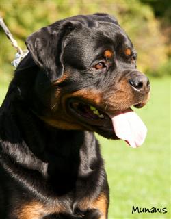rottweilers puppies for sale